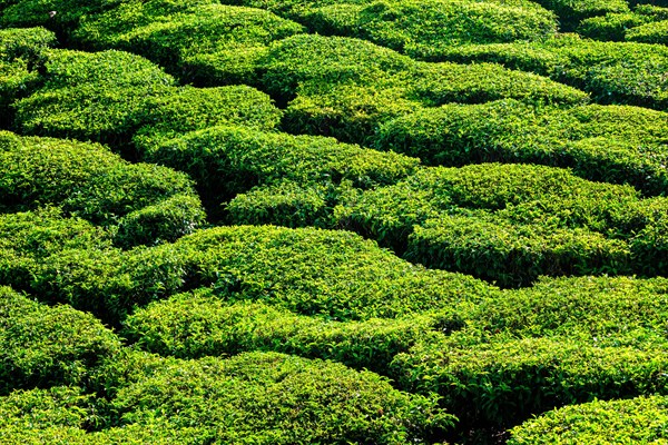 Green teal plantations close up. Kerala