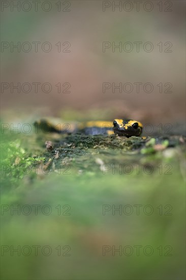 Feuersalamander