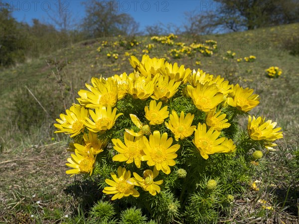 Adonisroeschen