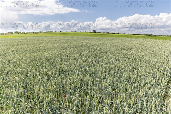 Wheat field in spring in plain. Alsace