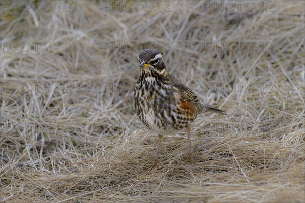 Redwing