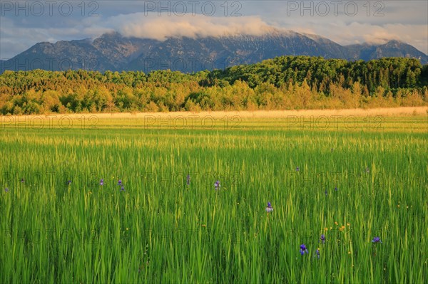 Siberian iris