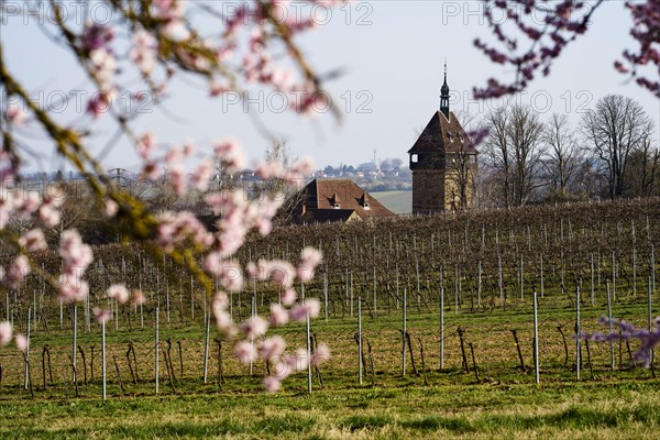Bluehende Mandelbaeume am Geilweilerhof
