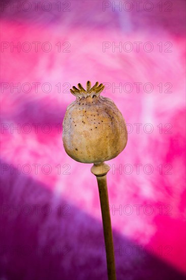 Single Dried poppy head seen in view
