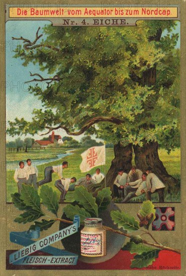 Series The Tree World from the Equator to the North Cape