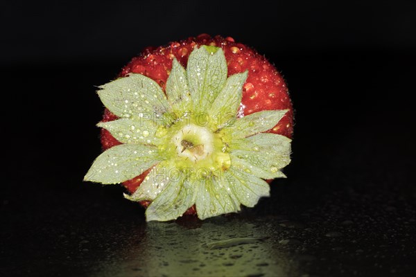 Nahaufnahme einer Garten Erdbeere