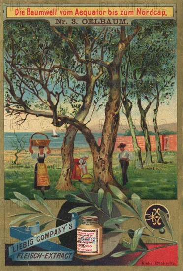 Series The World of Trees from the Equator to the North Cape