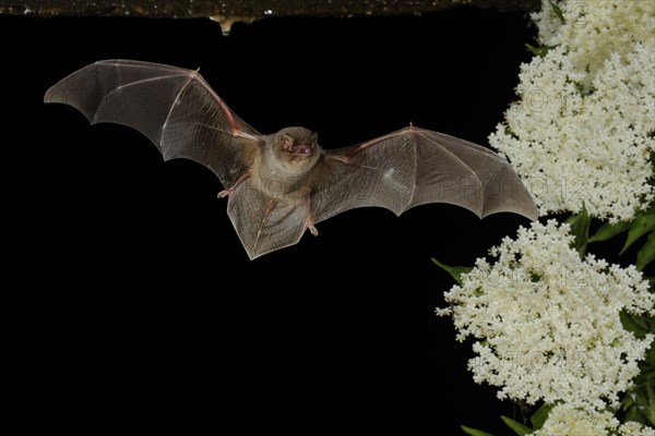 Common bent-wing bat