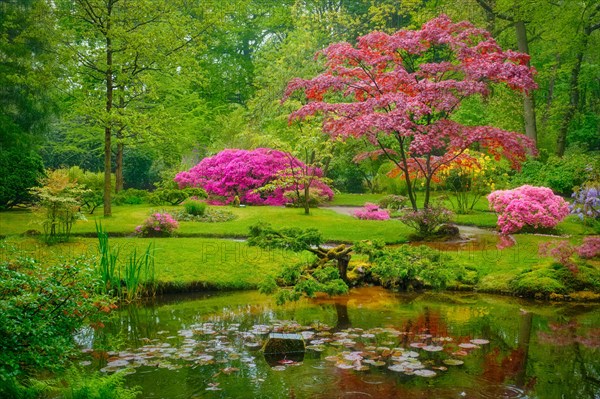 Tree with colorful red leaves in Japanese garden