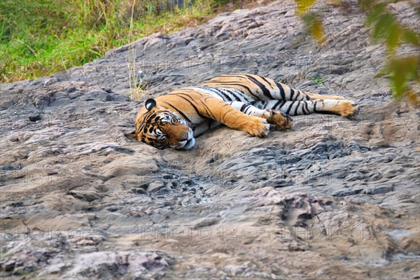 Beautiful Royal Bengal Tiger