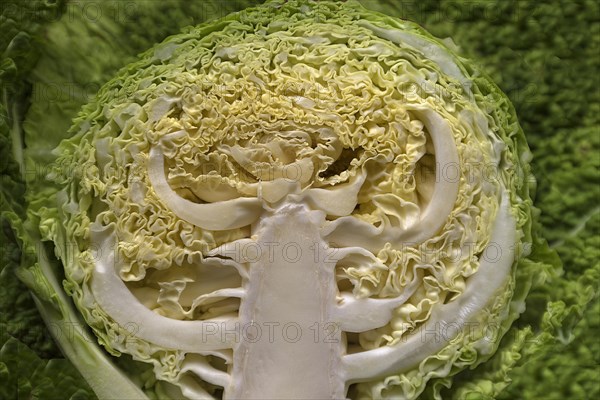 Structure of a halved vegetable cabbage