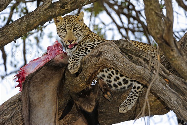 Leopard