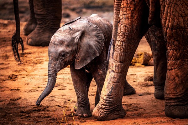 African elephant