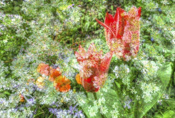 Flowers creative