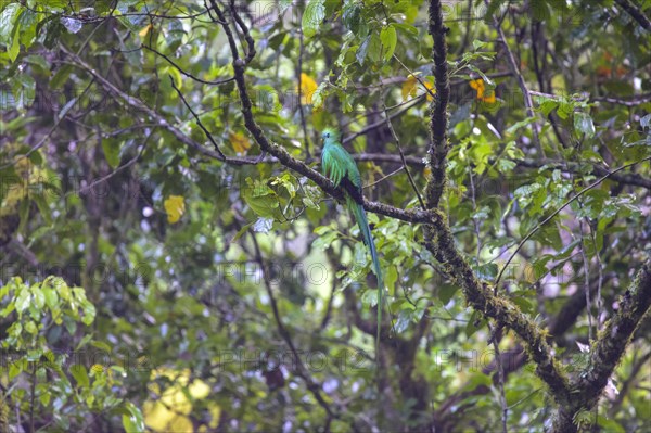 Male resplendent quetzal