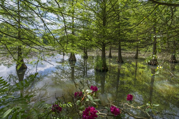 Bald cypress