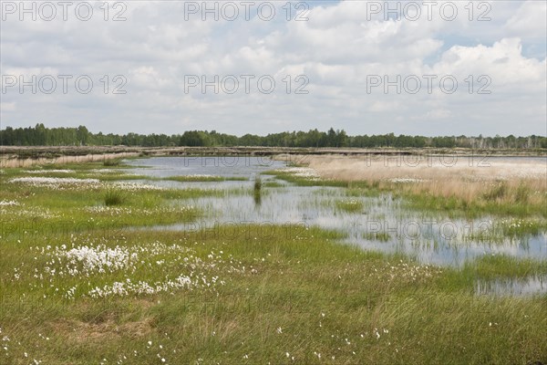 Narrow-leaved cotton grass
