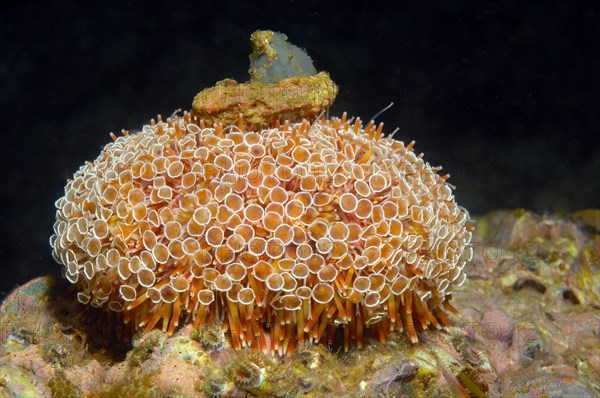Poison pincer sea urchin