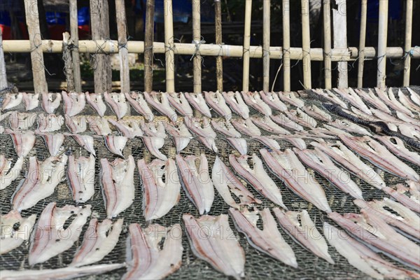 (Pisces) Ngapali Beach, Thandwe, Burma, Burma, Myanmar, Asia