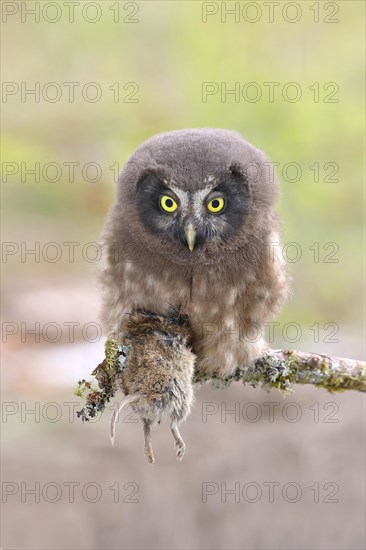 Tengmalm's Owl