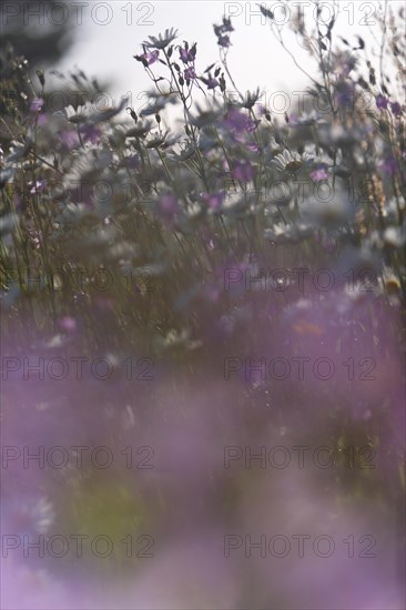 Blur experiment on a flowering meadow in summer