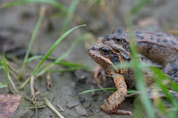 Grasfrosch