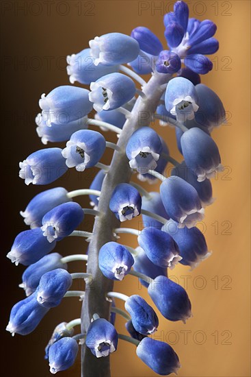 Bluete einer Armenischen Traubenhyazinthe