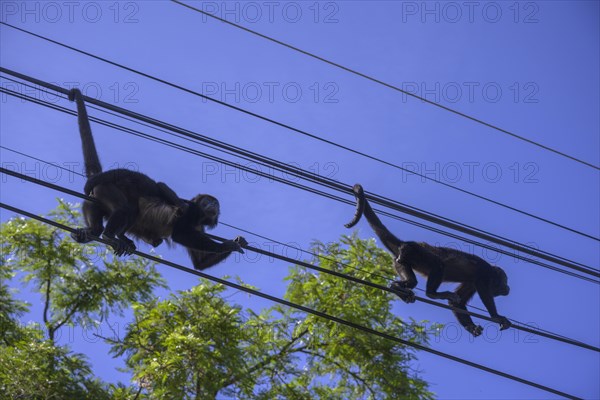 Mantled howlers