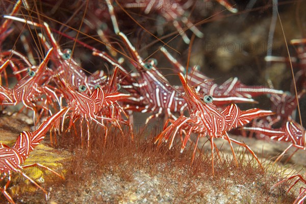 Group of camel shrimp