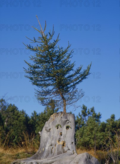Spruce grows on a trunk in the rest stone early boundary stone between Baden and Wurttemberg Baiersbronn Black Forest Baden-Wuerttemberg Germany