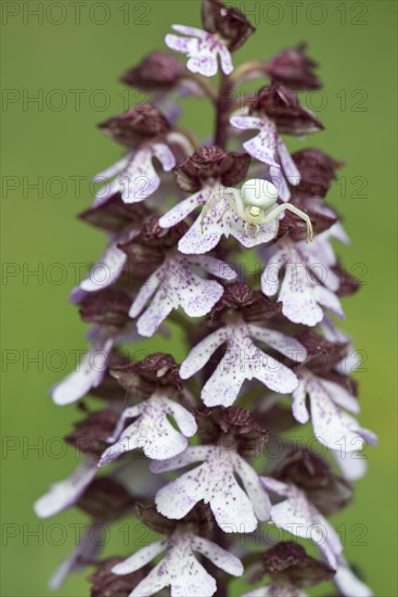Northern marsh-orchid