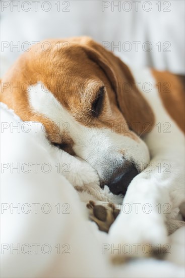 Adoult Male hound Beagle dog sleeping at home on the sofa. Cute dog portrait