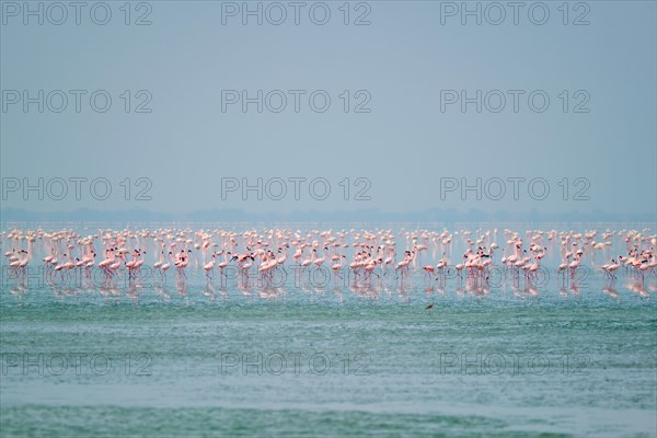 Pink flamingo birds walking in the Sambhar Salt Lake in Rajasthan. India