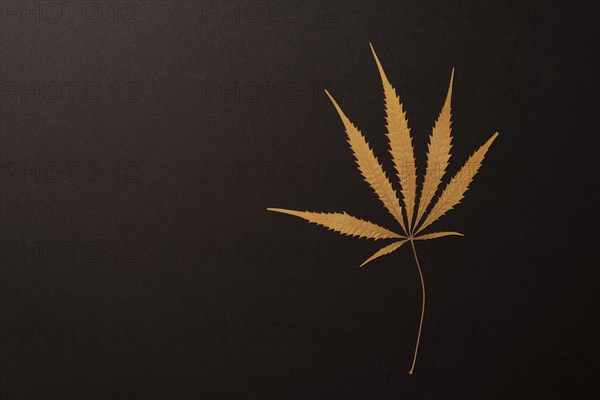 Dried leaf of a hemp plant