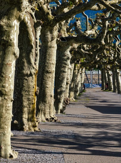 Chestnut trees