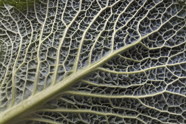 Leaf structure of a vegetable cabbage