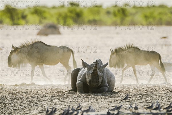 Black rhinoceros