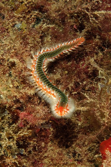 Close-up of poisonous bearded firebristle worm