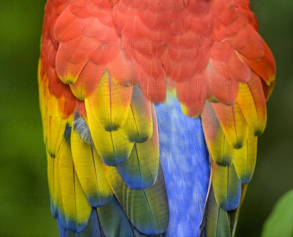 Scarlet macaw