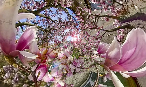 Magnolia tree