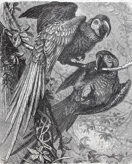 Small soldier macaw