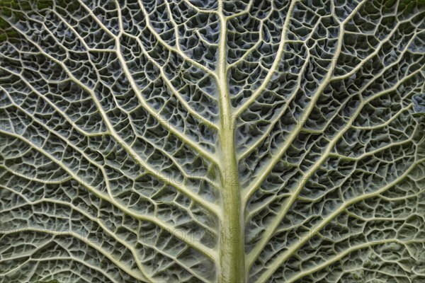 Leaf structure of a vegetable cabbage