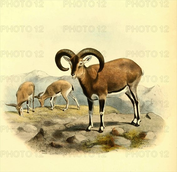 Blue sheep