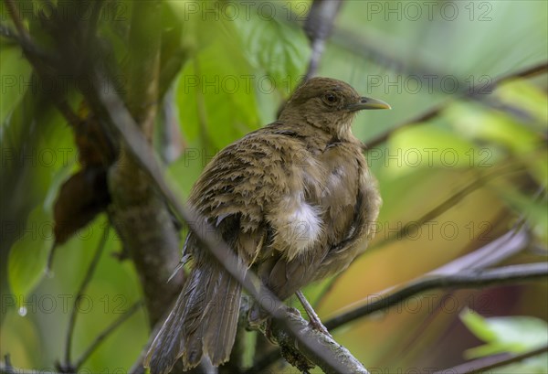 Clay-colored thrush