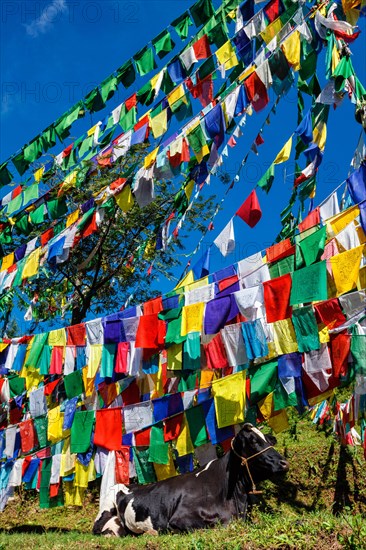 Cow indian sacred animal under Buddhist prayer flags on kora around Tsuglagkhang complex. McLeod Ganj