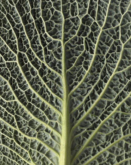 Leaf structure of a vegetable cabbage