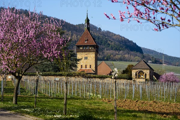 Bluehende Mandelbaeume am Geilweilerhof