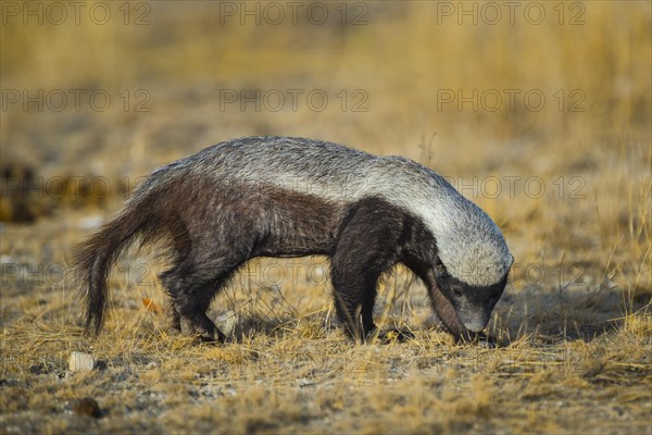 Honey badger