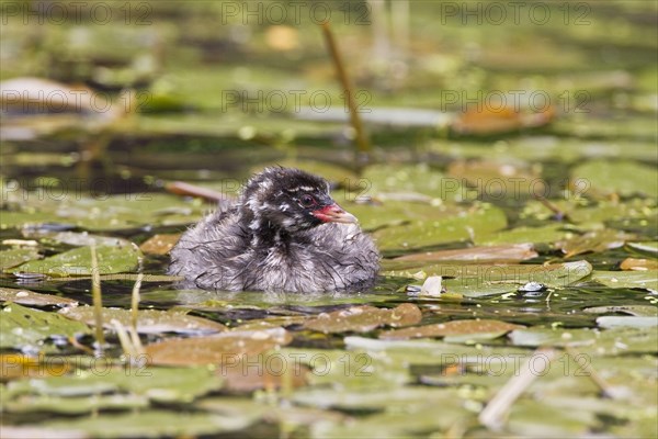 Little grebe
