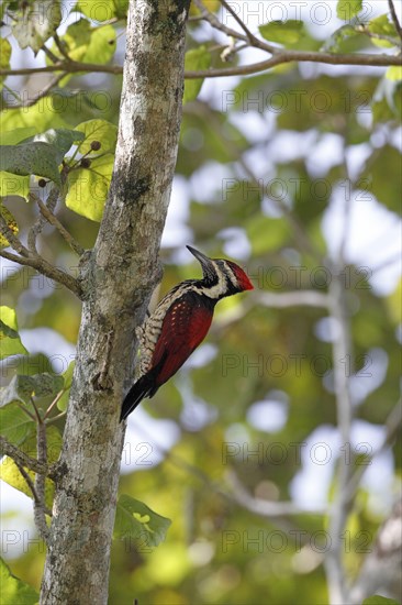 Black-rumped flameback